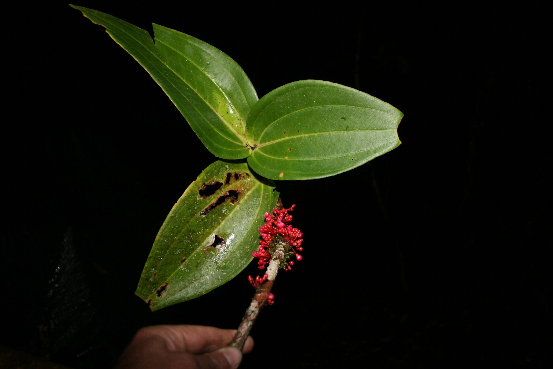 Medinilla brassii — search result for 'Medinilla'