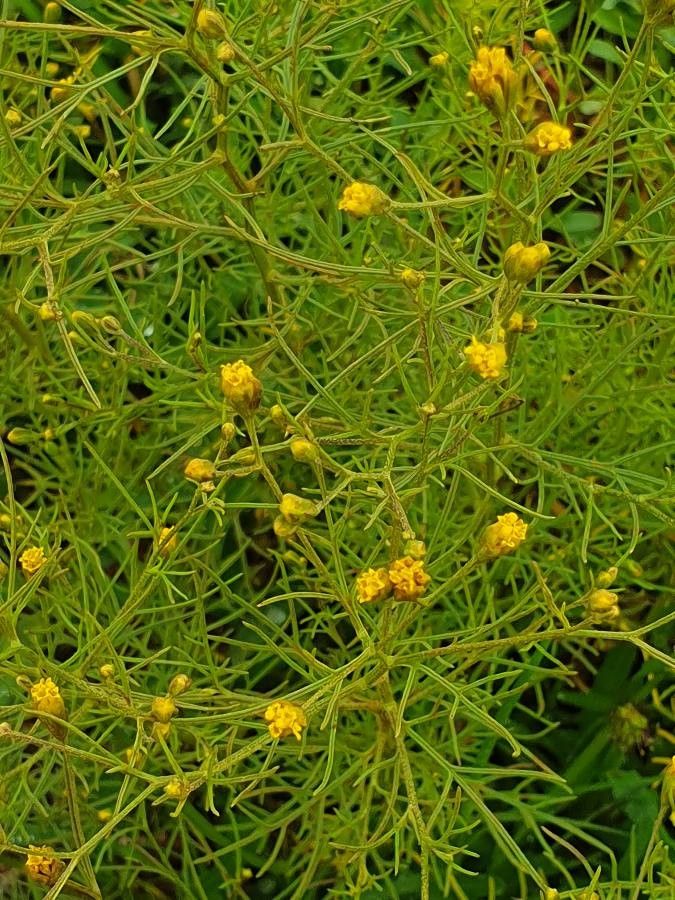 Schkuhria pinnata flower