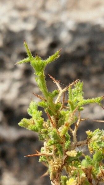 Adesmia polyphylla — houseplant care guide