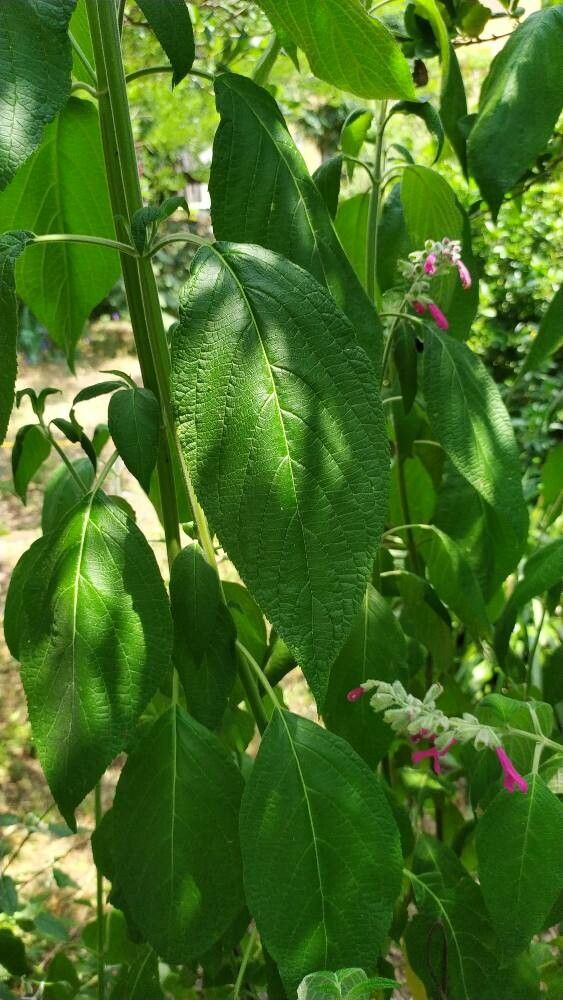 Salvia tortuosa leaf