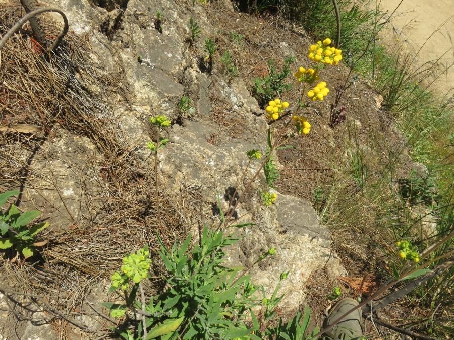 Calceolaria meyeniana habit