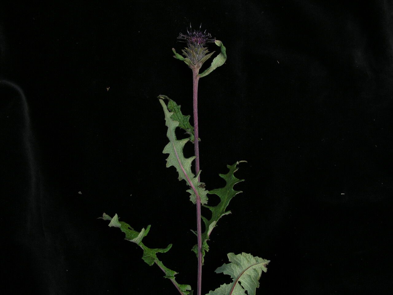 Saussurea roylei habit