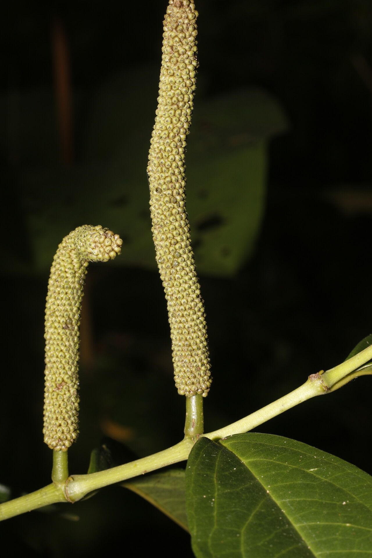 Piper trinervium fruit