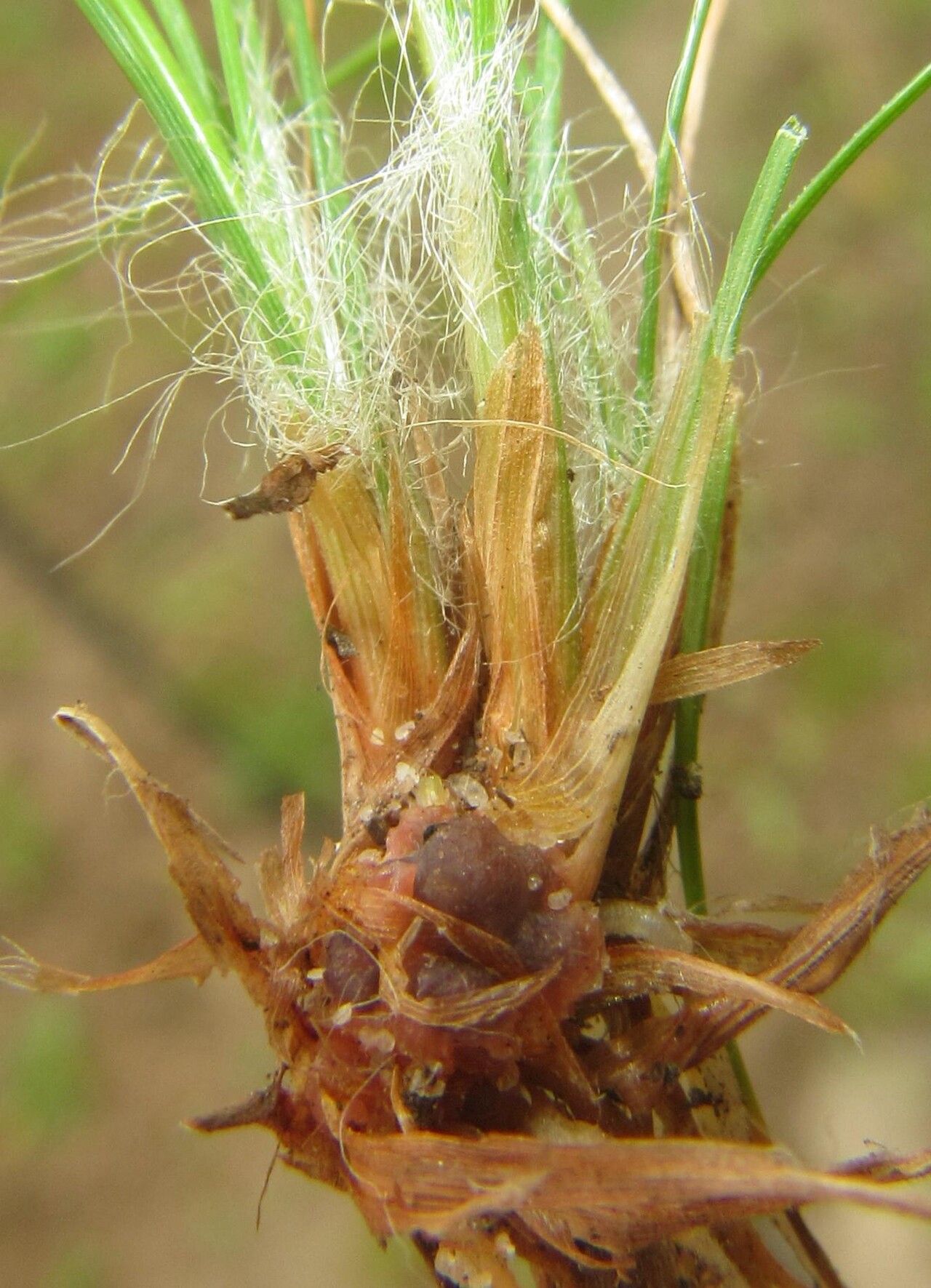 Bulbostylis contexta fruit
