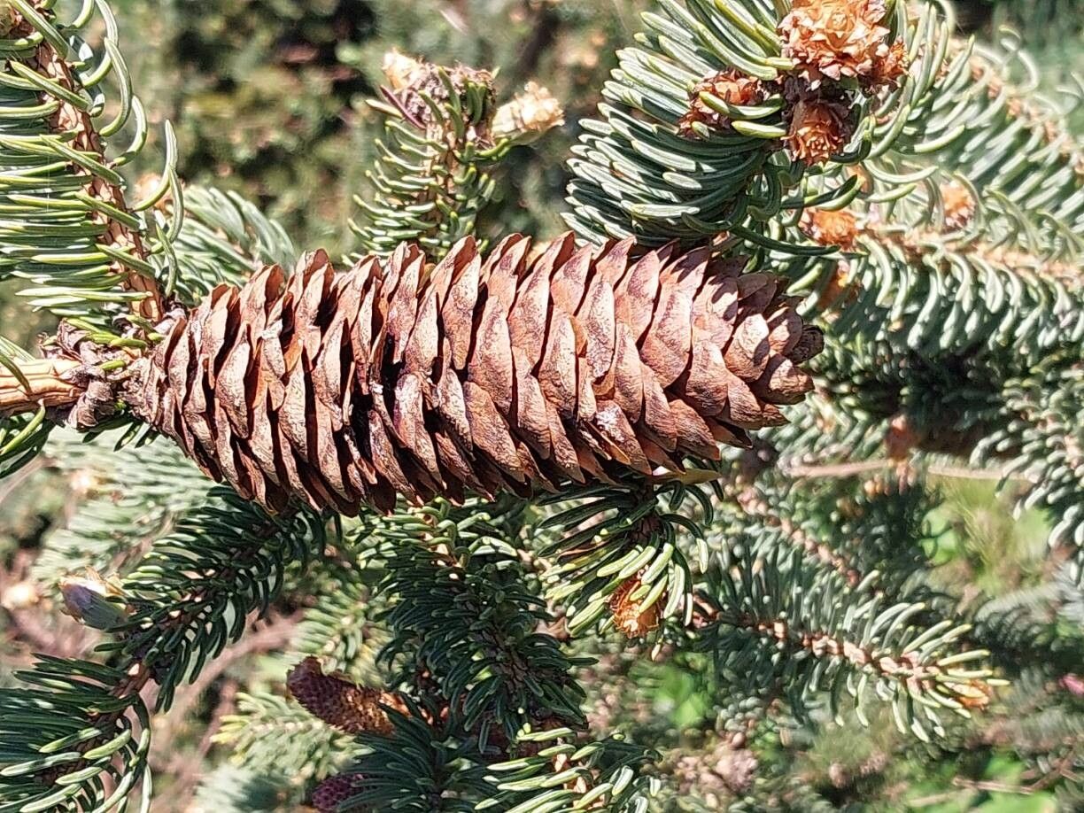 Picea retroflexa fruit
