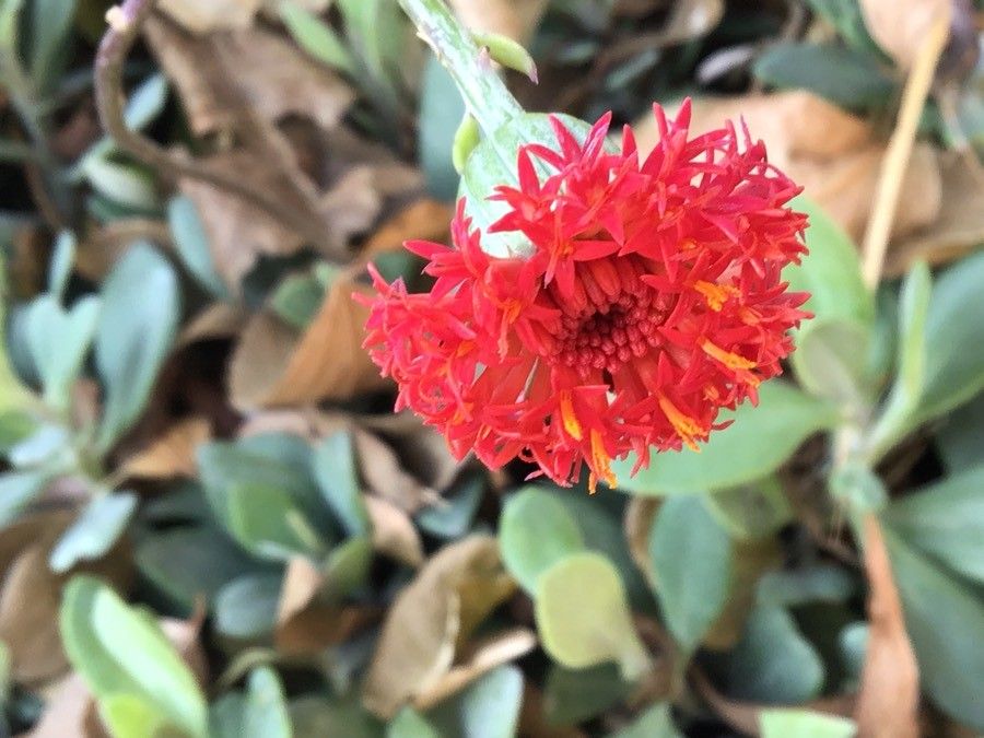 Senecio articulatus flower