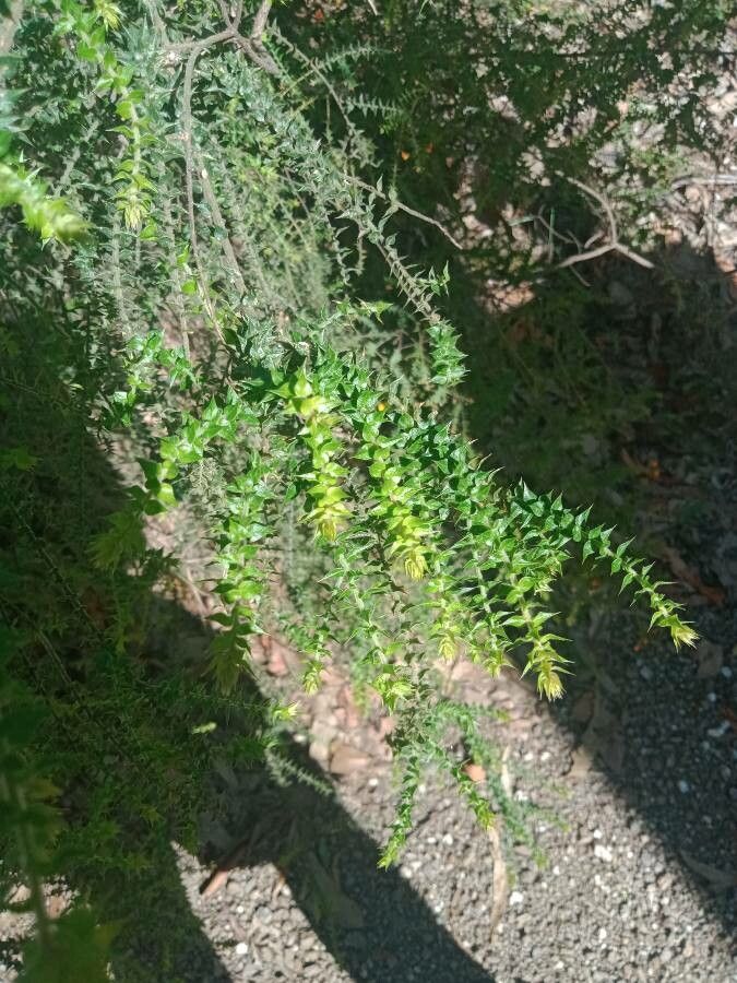 Dillwynia retorta — houseplant care guide