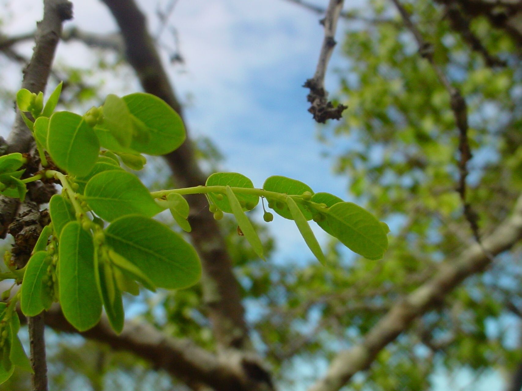 Phyllanthus deplanchei other