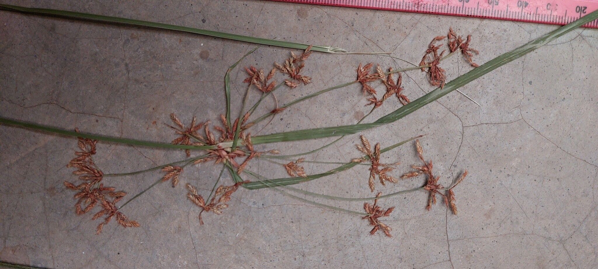 Cyperus glaucophyllus — houseplant care guide