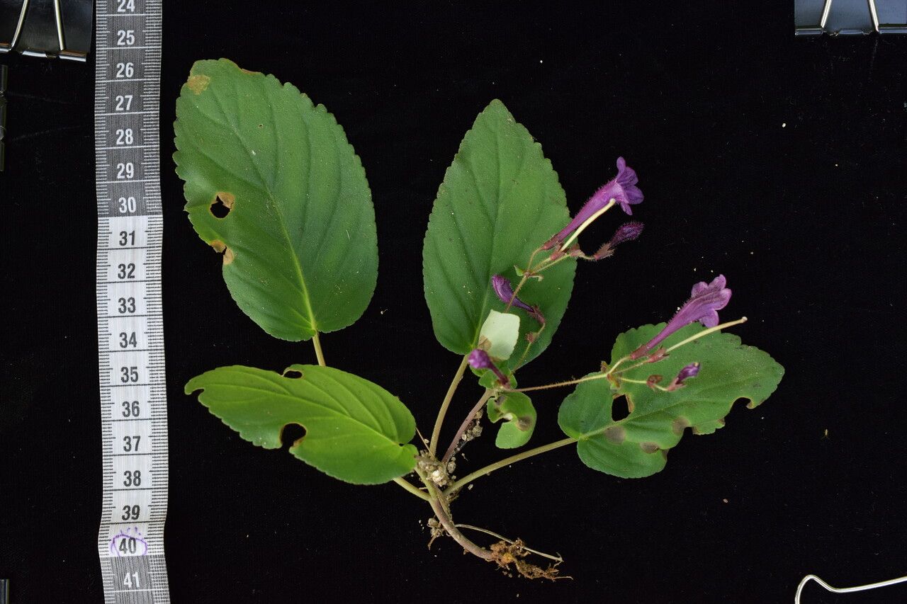 Didymocarpus cinereus habit