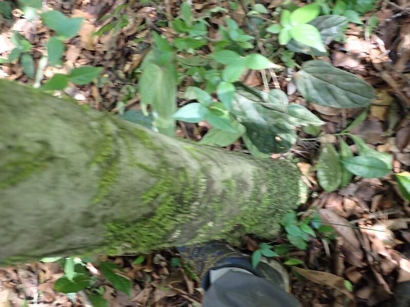 Dialium bipindense bark