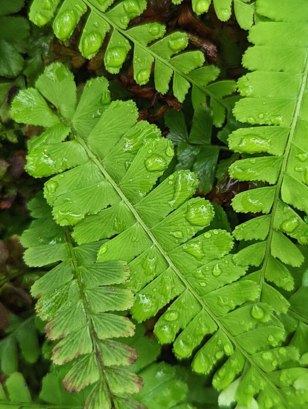 Anemia mandiocana — houseplant care guide