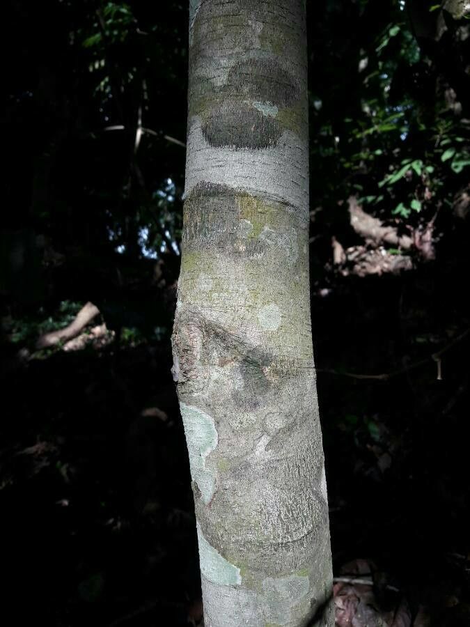 Licania arborea bark