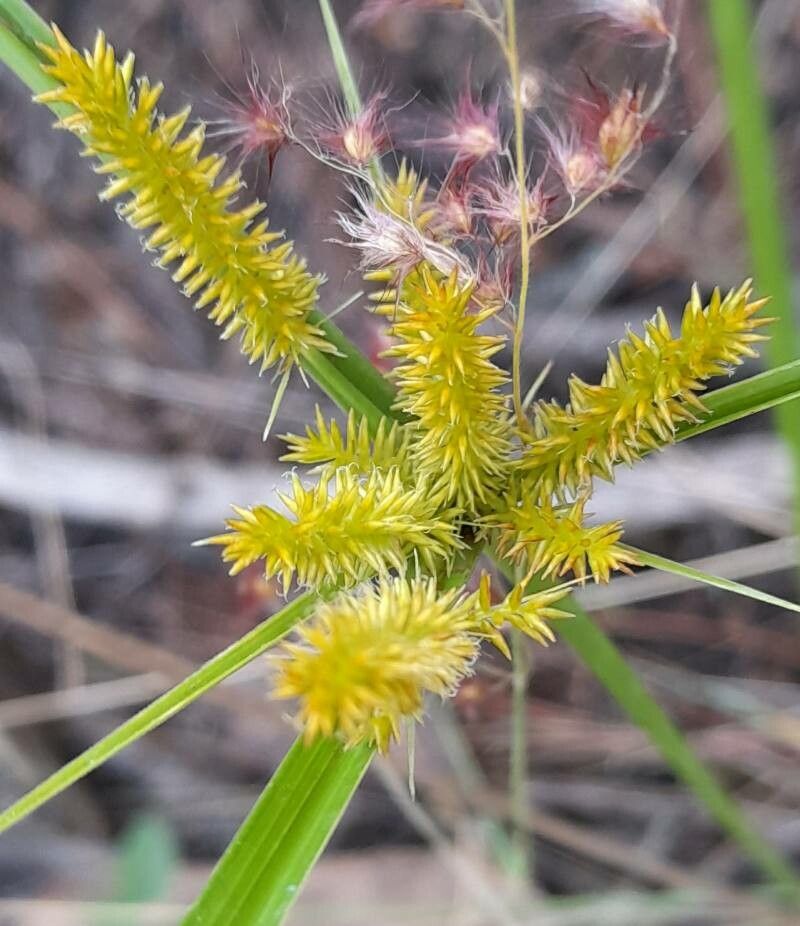 Cyperus ligularis flower
