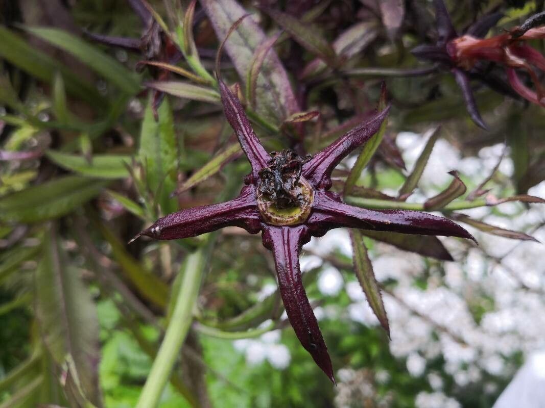 Lobelia giberroa flower