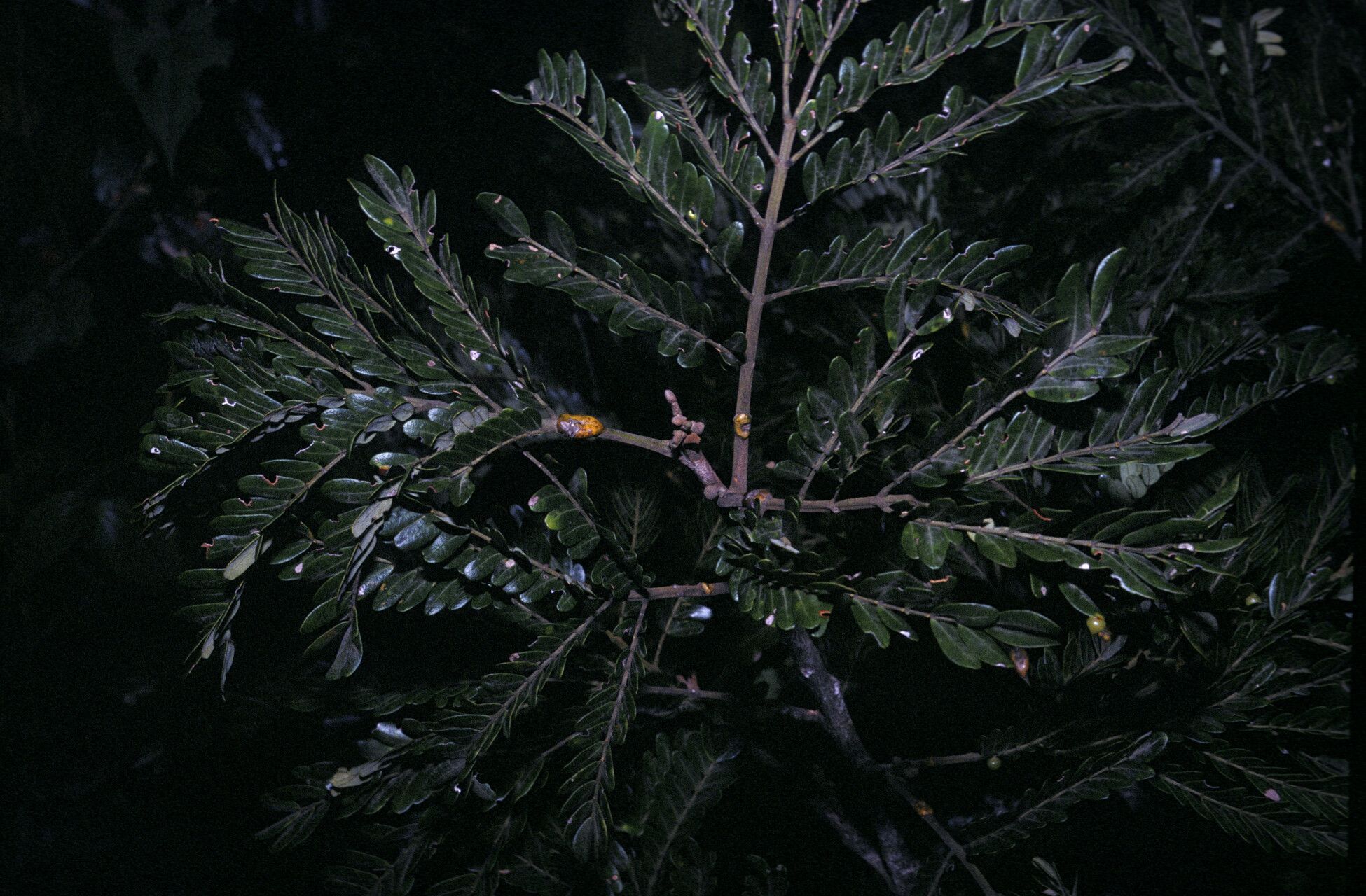 Jupunba curvicarpa — houseplant care guide