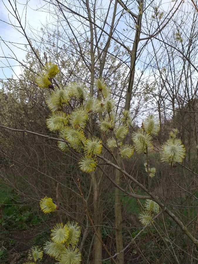 Salix appendiculata flower