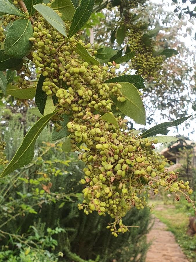 Searsia natalensis fruit