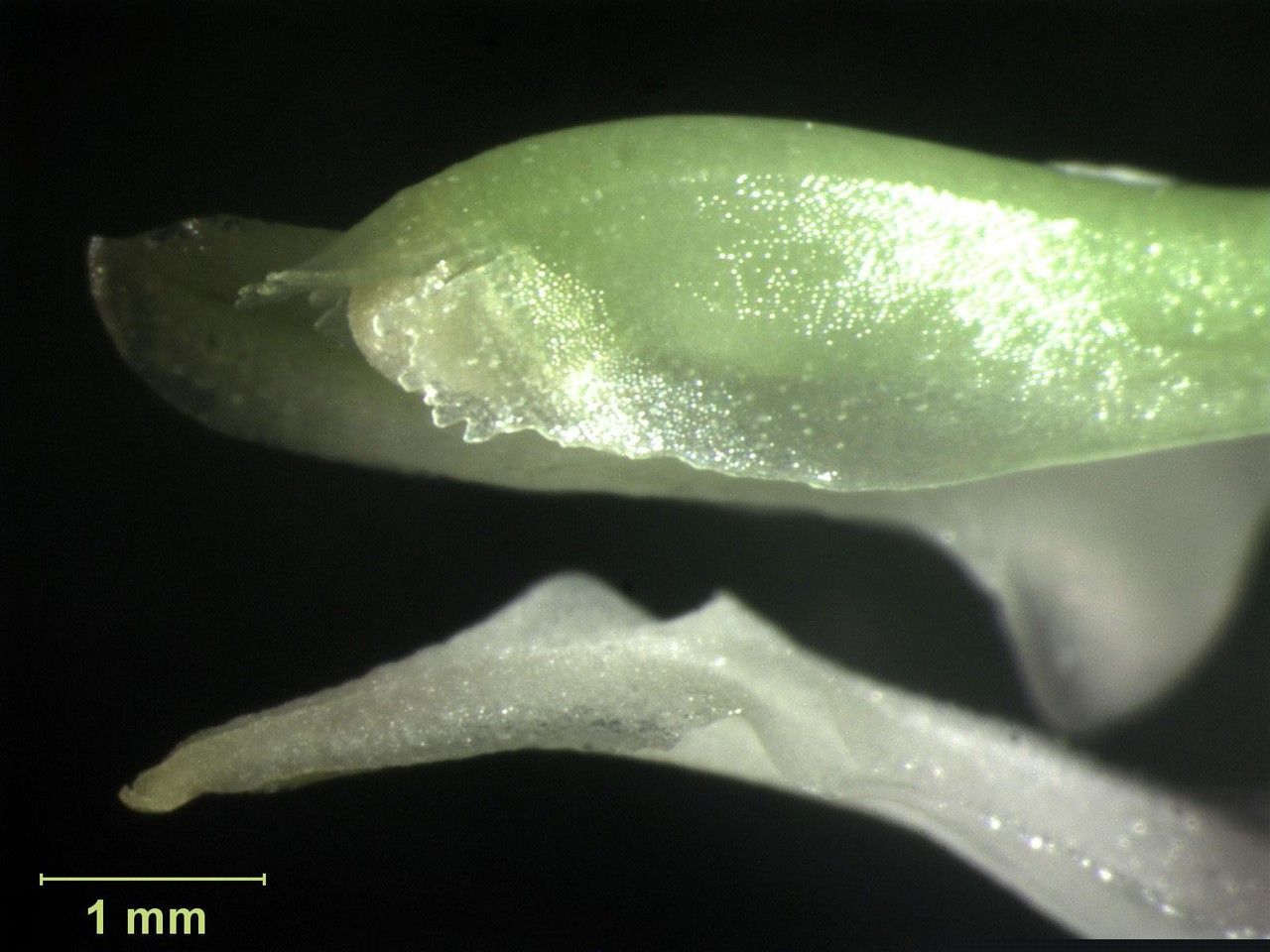 Masdevallia attenuata fruit