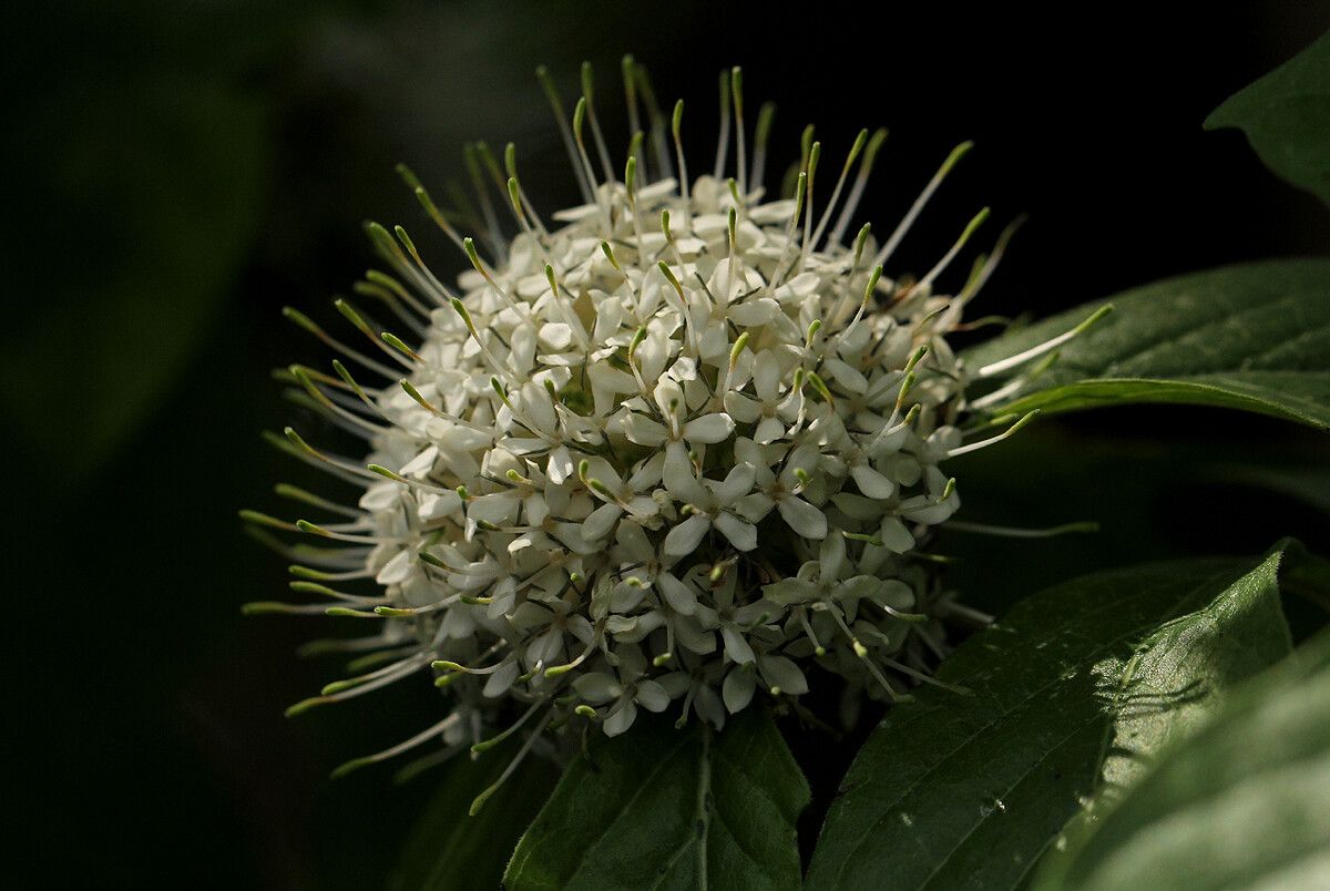 Pavetta cataractarum flower