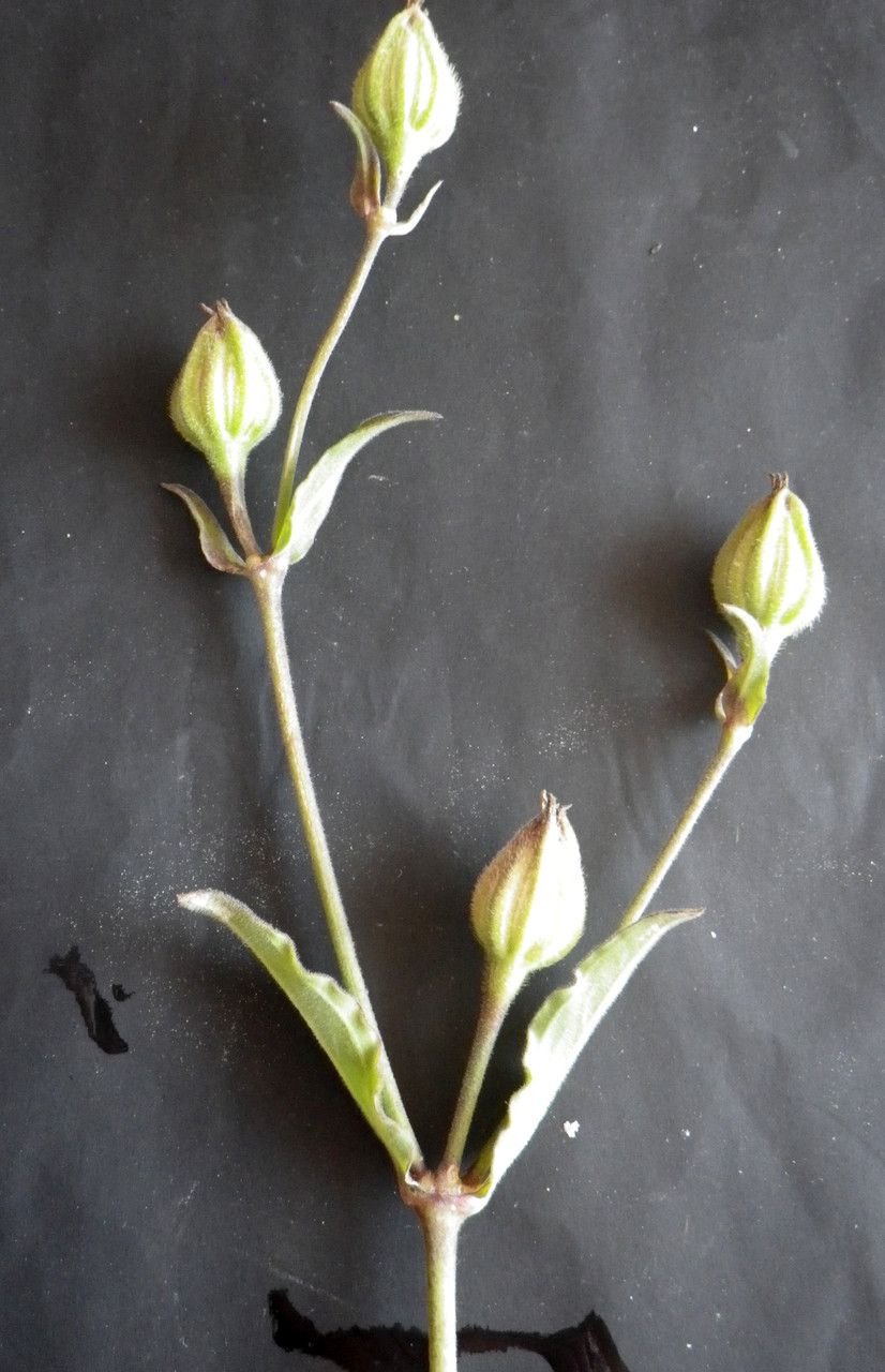 Puccinellia maritima fruit