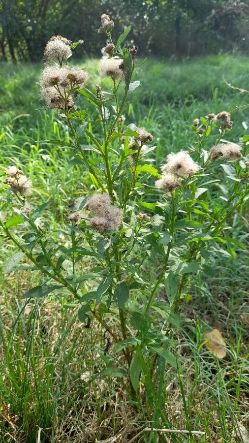 Pluchea sagittalis habit
