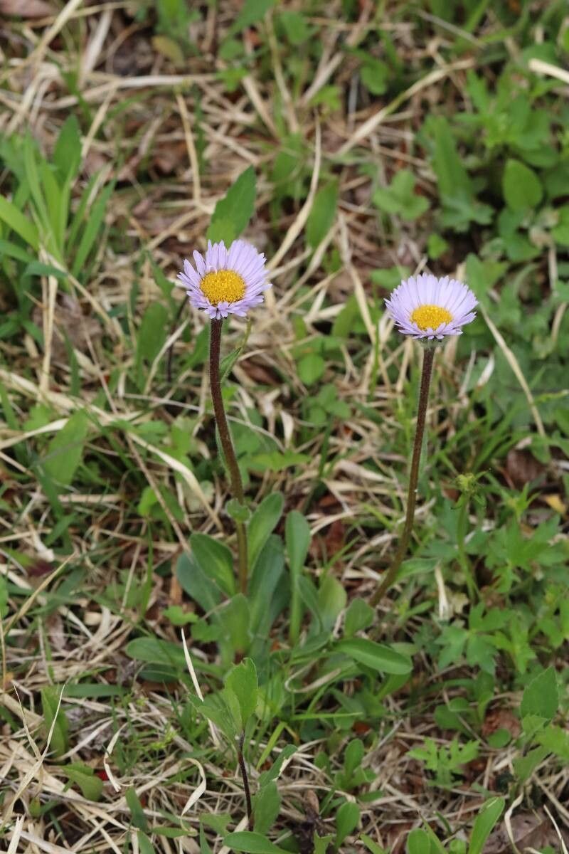 Erigeron thunbergii flower