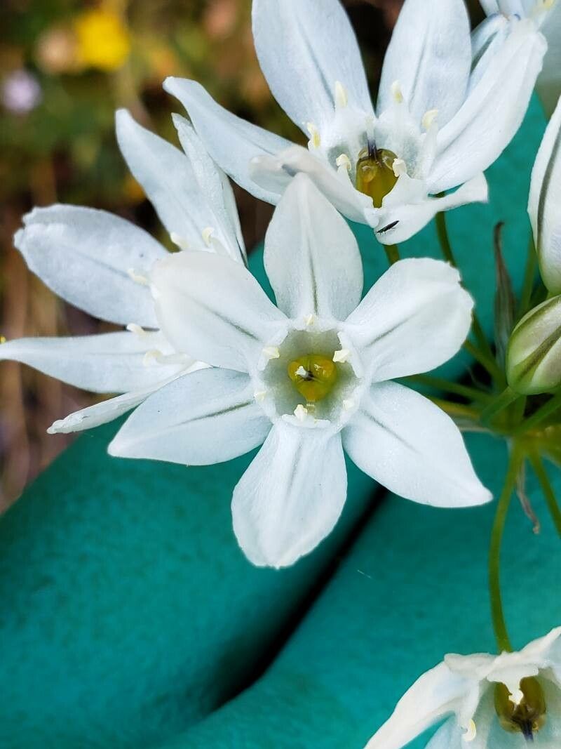 Triteleia hyacinthina — houseplant care guide