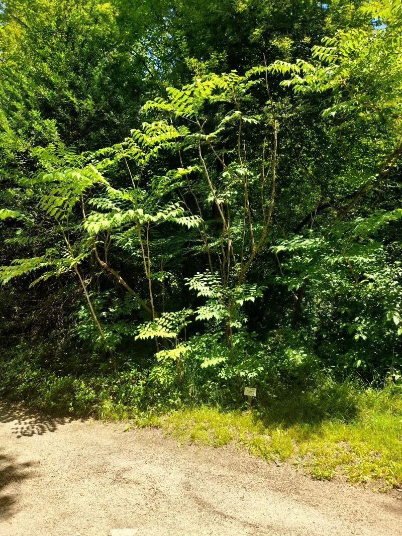 Aralia chinensis other