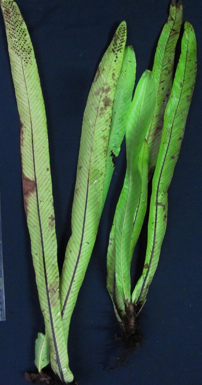 Niphidium nidulare other