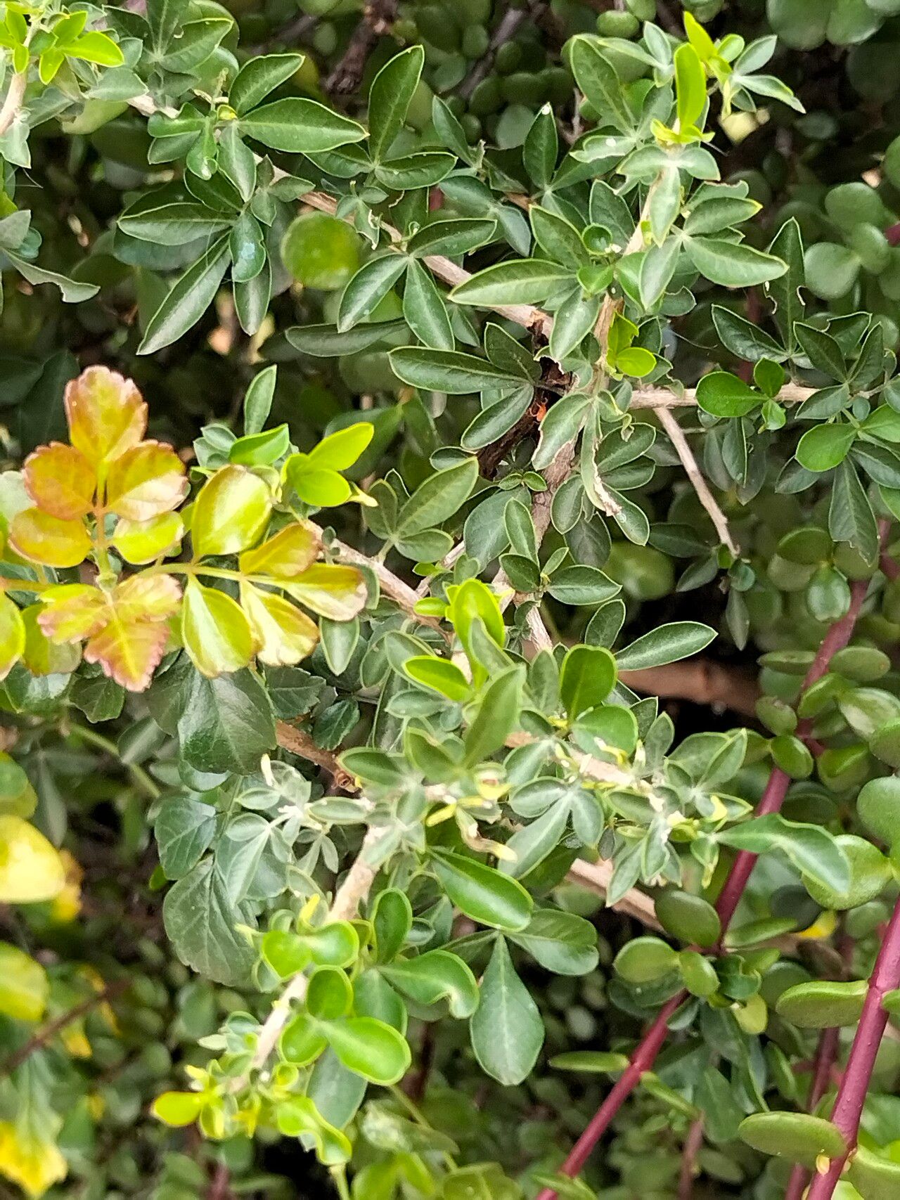 Searsia pallens habit