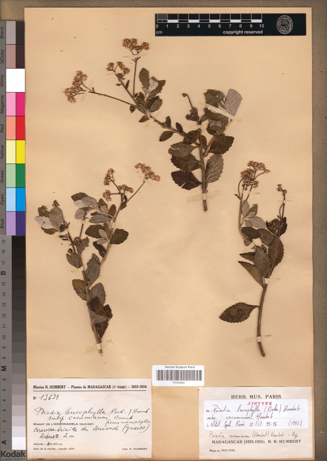 Psiadia cacuminum — houseplant care guide