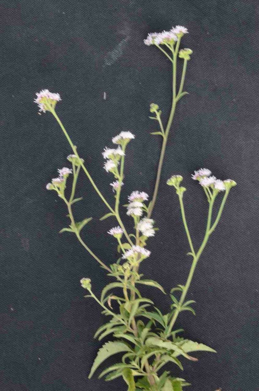 Ageratum fastigiatum