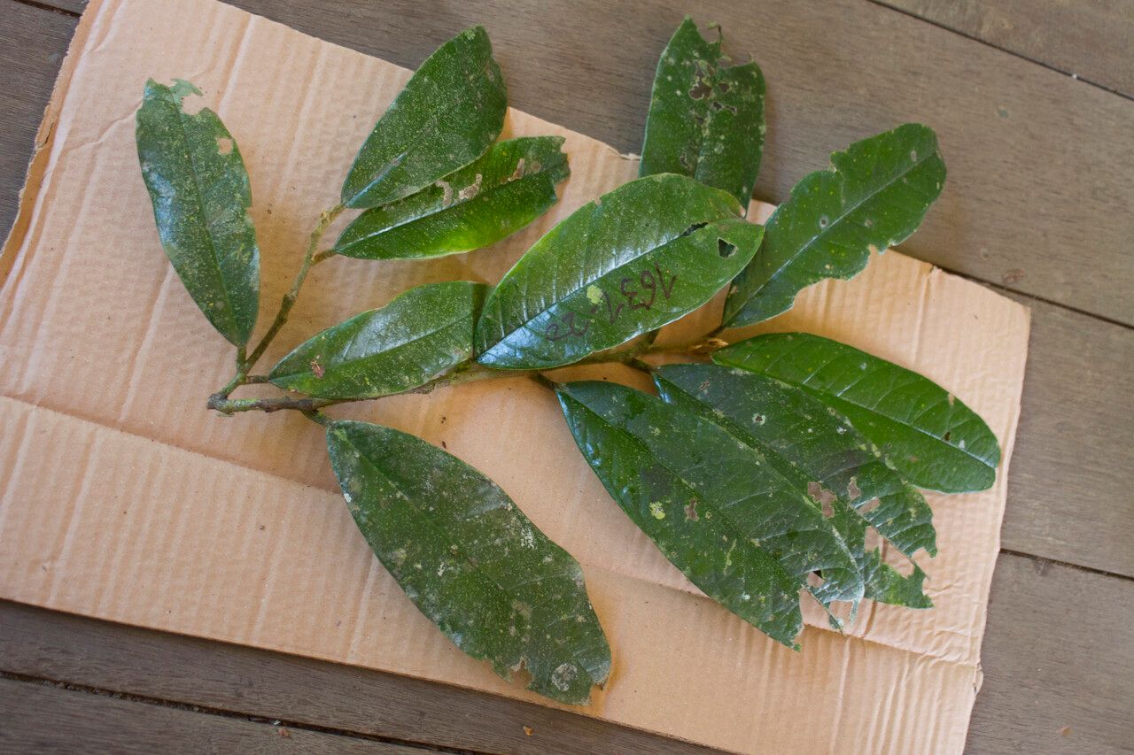 Tapura amazonica — related species from the same genus