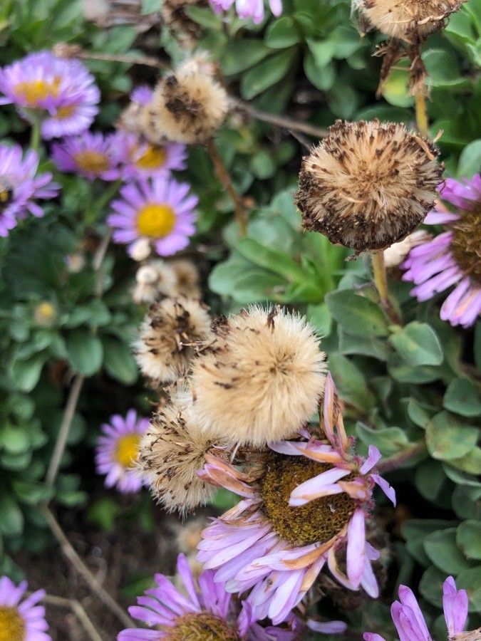 Erigeron glaucus fruit