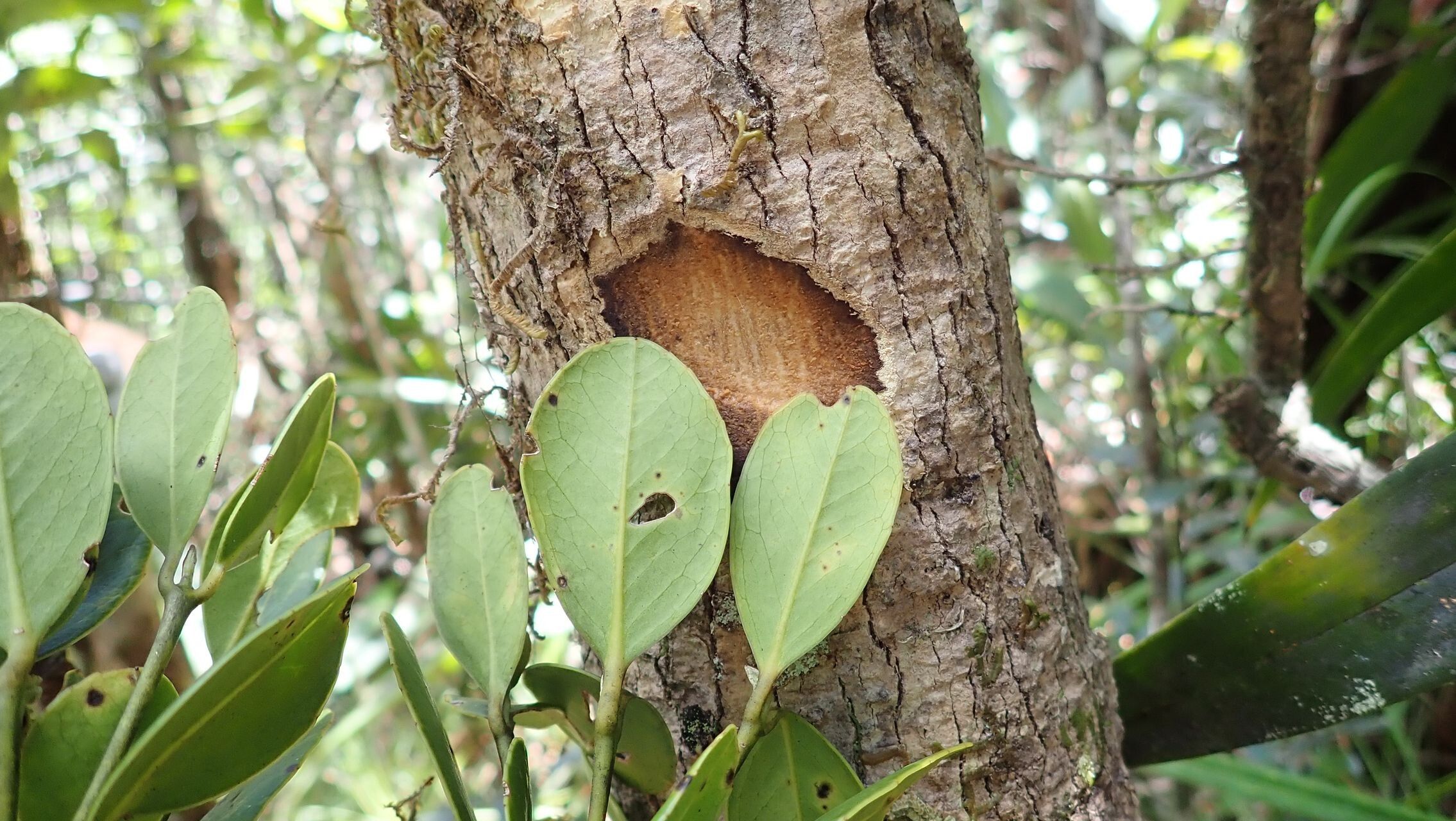 Nemuaron vieillardii bark