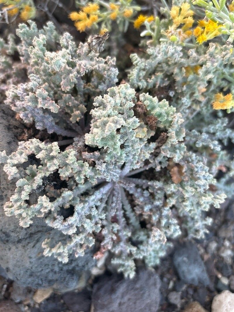 Reichardia crystallina habit