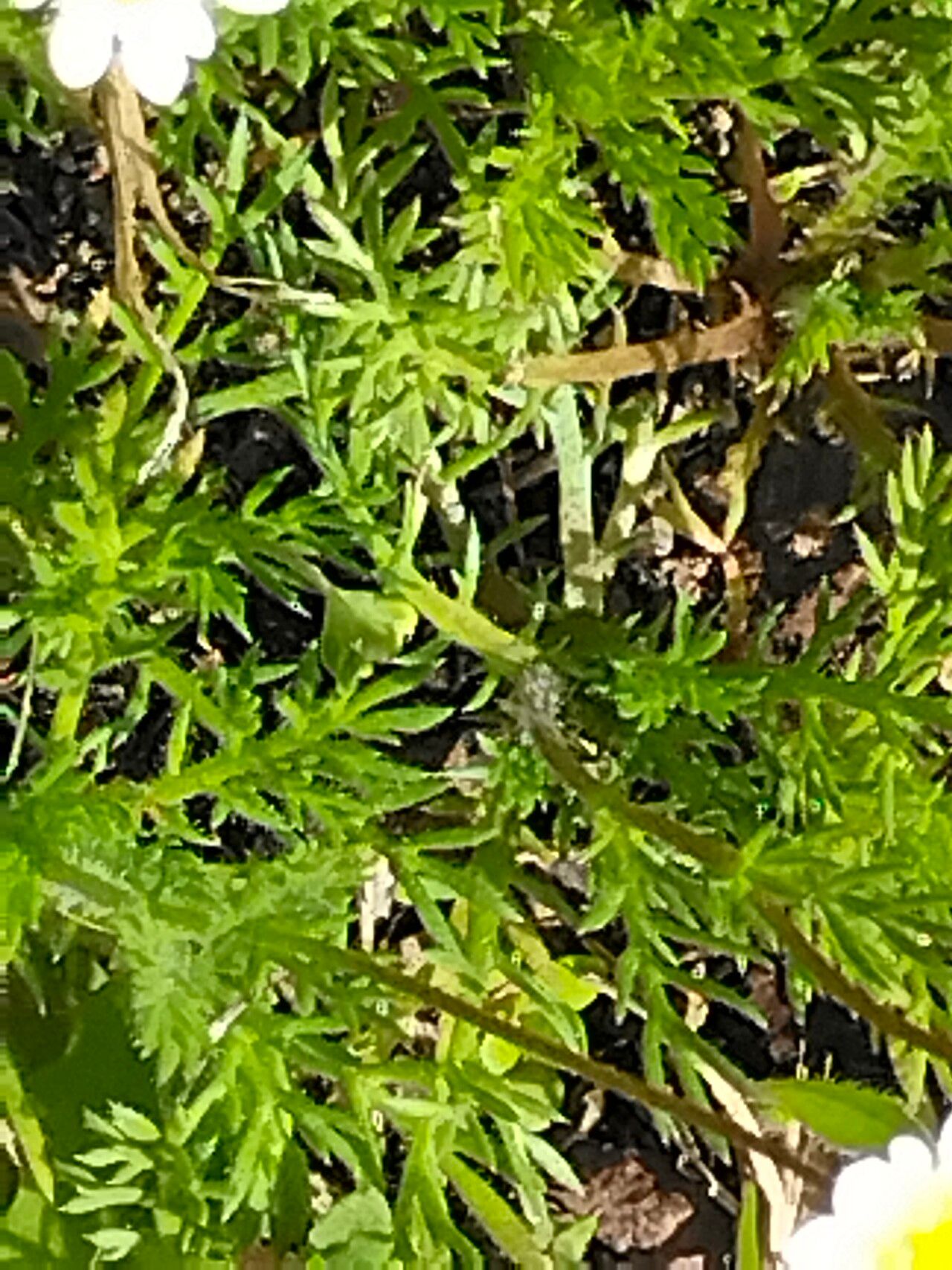 Cotula turbinata — clay tolerant houseplant