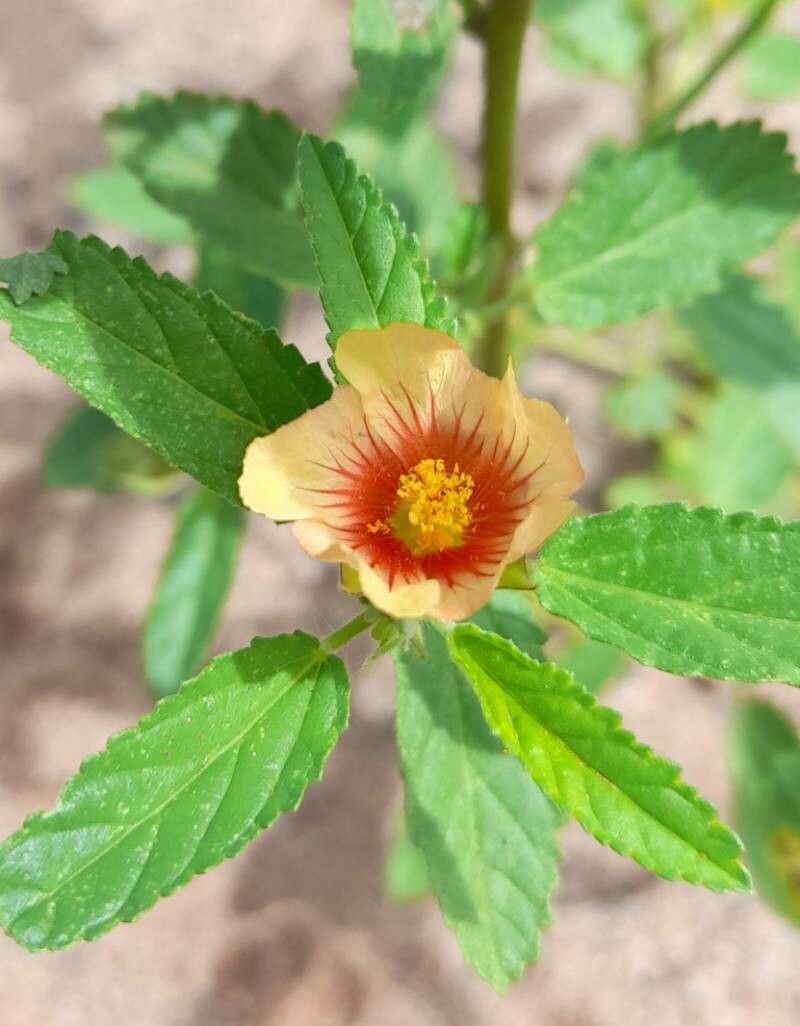 Sida poeppigiana — search result for 'Sida'