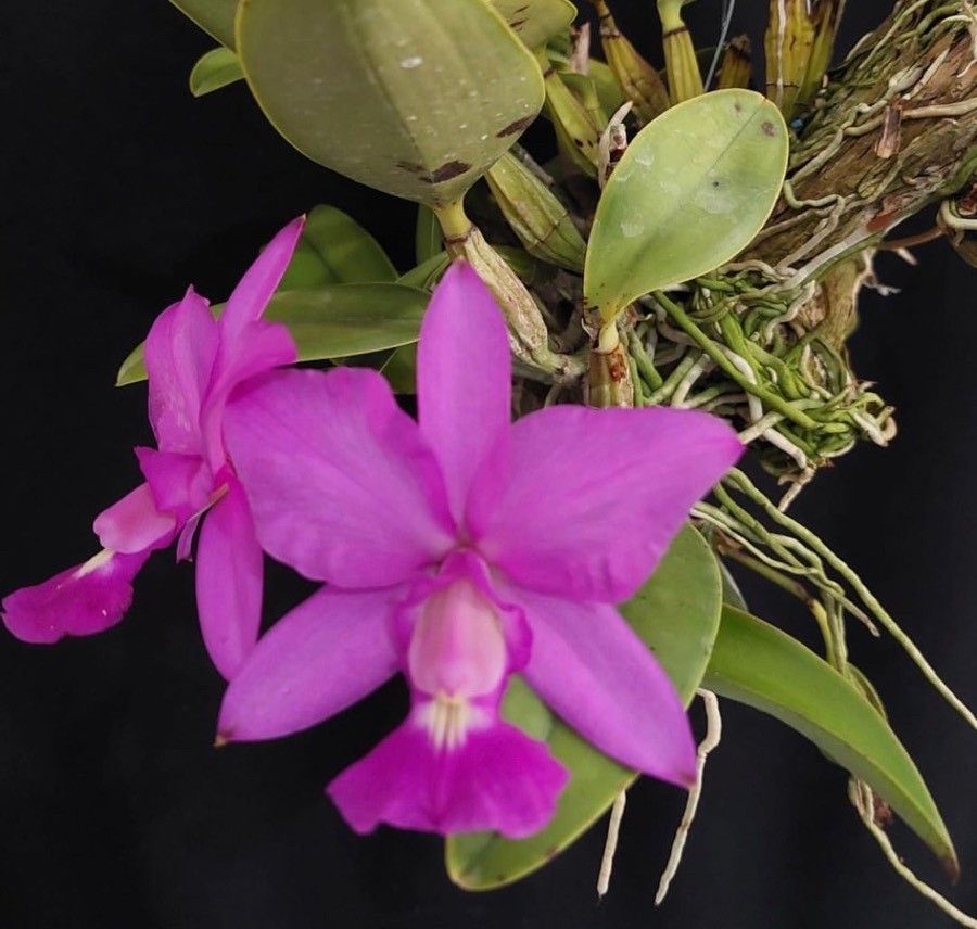 Cattleya walkeriana bark