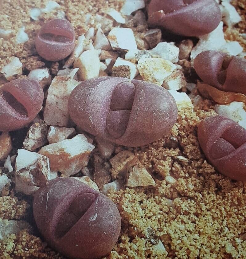 Lithops optica habit