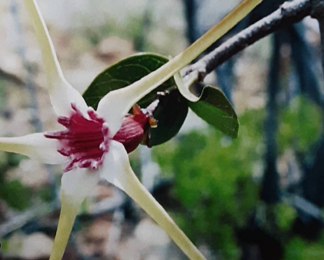 Strophanthus amboensis — related species from the same genus