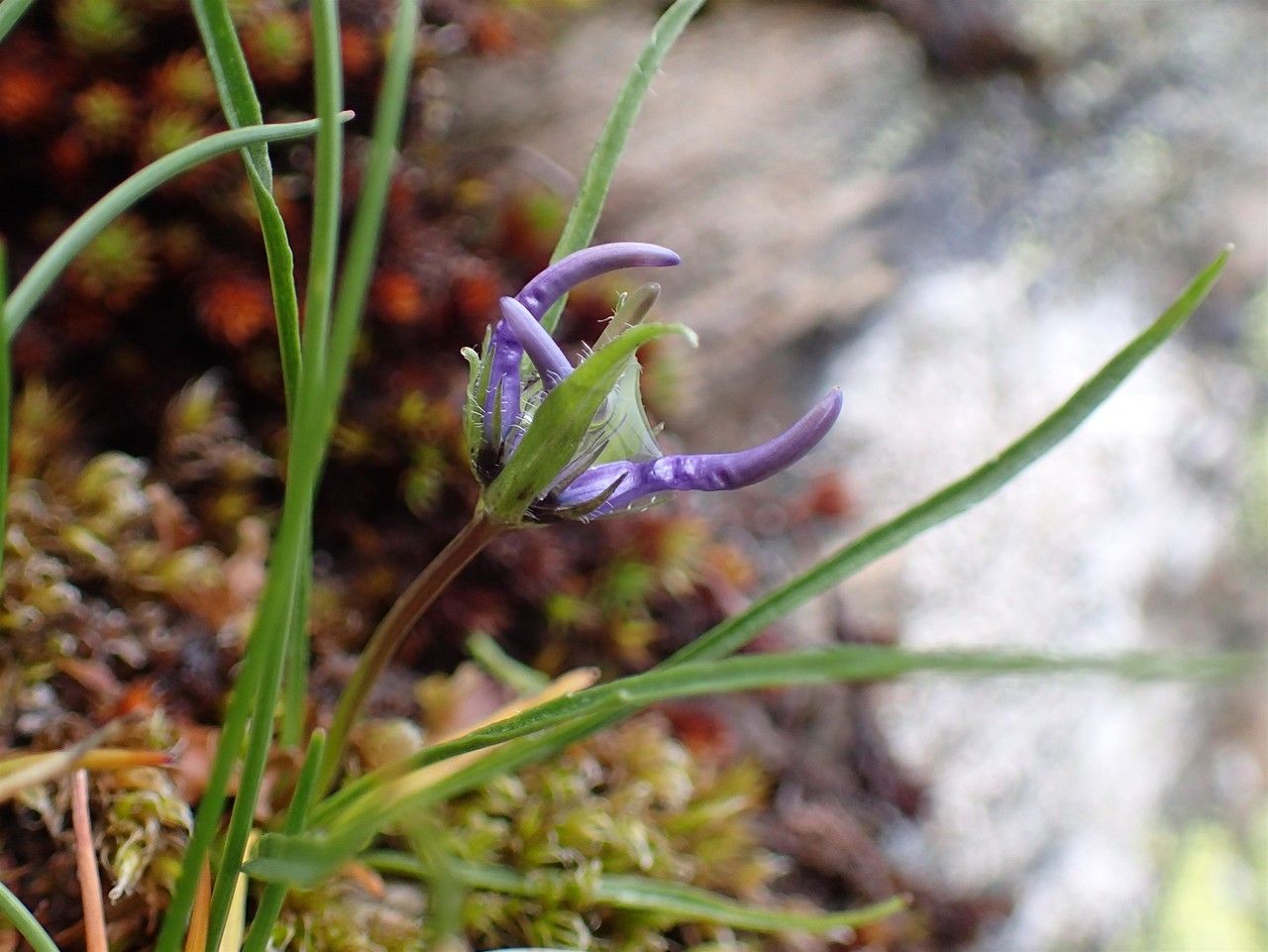 Phyteuma hemisphaericum fruit
