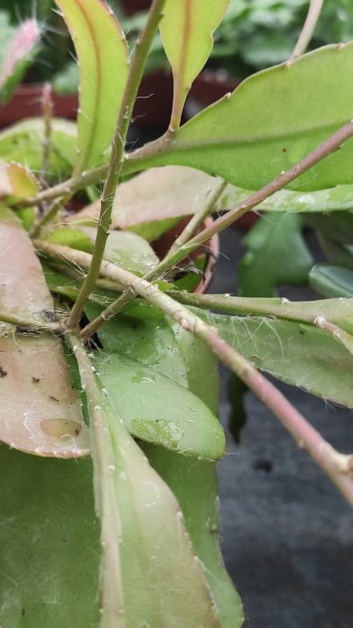 Rhipsalis aculeata bark