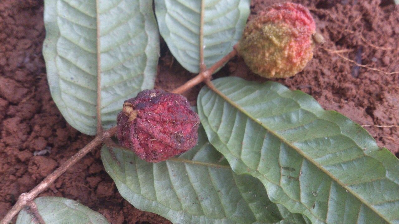 Eugenia earthiana fruit