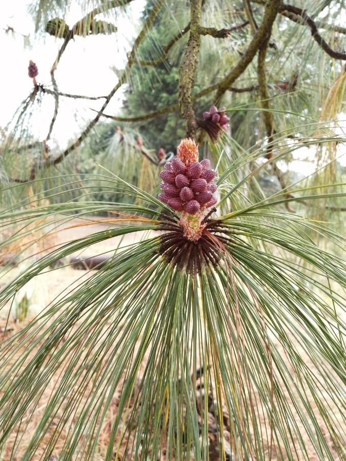 Pinus ayacahuite fruit