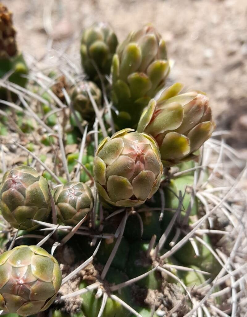 Gymnocalycium pugionacanthum — search result for 'Gymnocalycium'