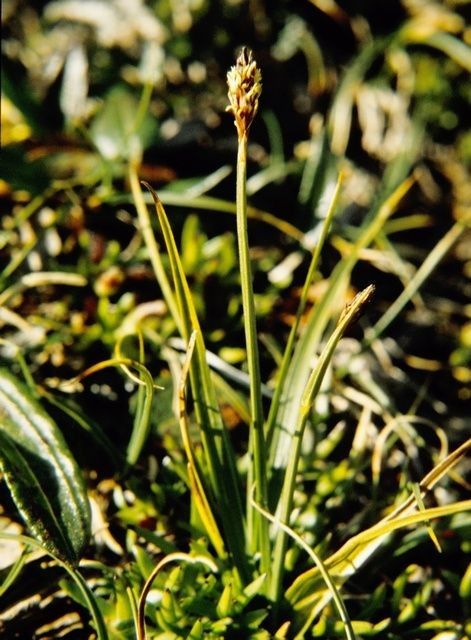 Carex scirpoidea habit