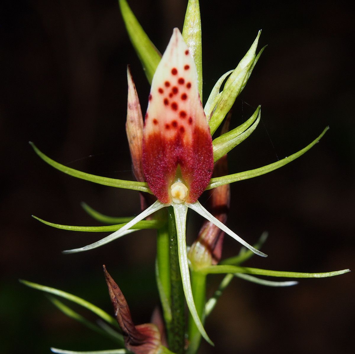 Cryptostylis arachnites fruit