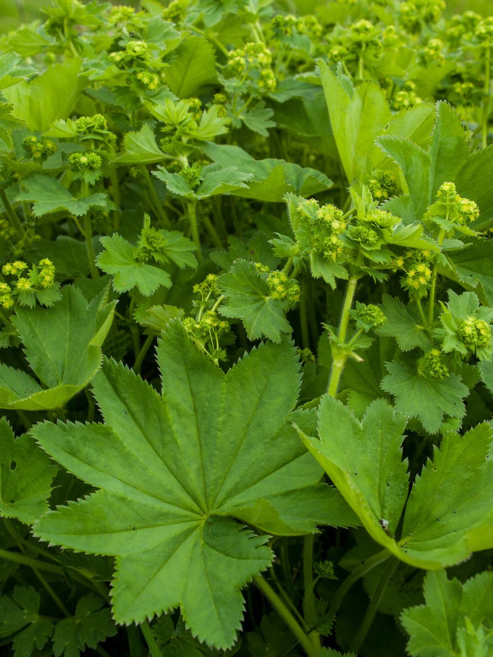 Alchemilla acutiloba leaf
